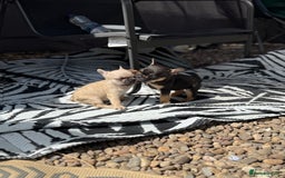 French Bulldog dogs for sale: Beautiful frenchie pups in Leeds - Image 1