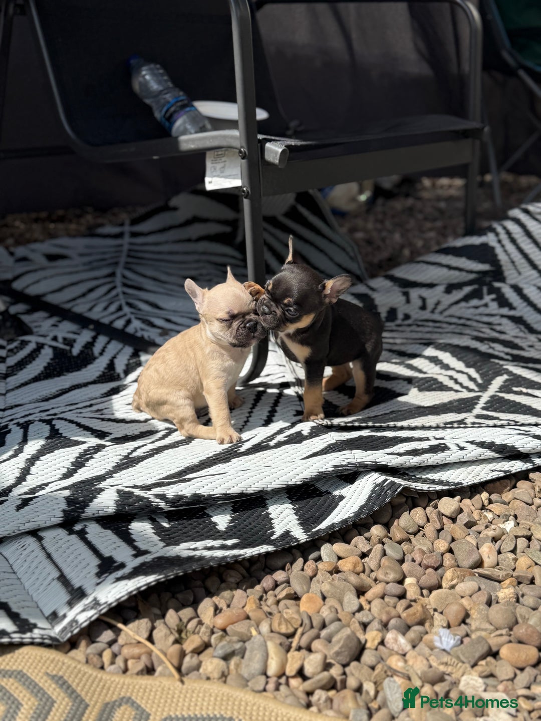 French Bulldog dogs for sale: Beautiful frenchie pups in Leeds - Image 1