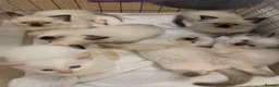 Ragdoll cats for sale: 🐾 Six Adorable Purebred Ragdoll Kittens 🐾 - Advert 15