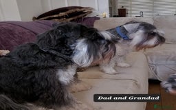 Miniature Schnauzer dogs for sale: Outstanding Miniature Schnauzer Puppies - Image 4