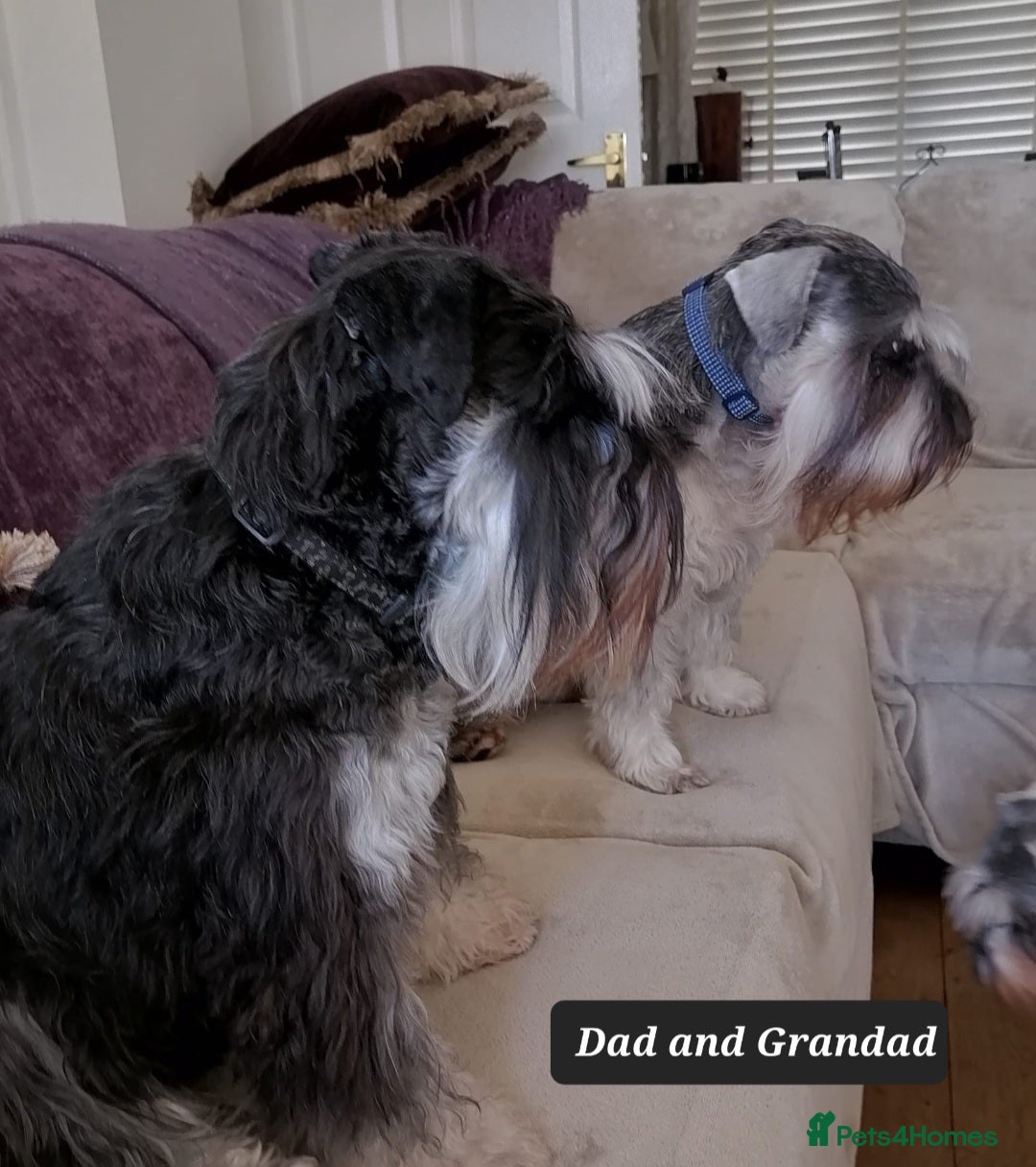 Miniature Schnauzer dogs for sale: Outstanding Miniature Schnauzer Puppies - Image 4