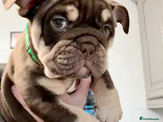 English Bulldog dogs 🏆 Elite KC English Bulldog Puppies – Swansea 🏆 - Advert 10
