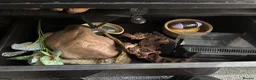 Bearded Dragon reptiles for sale: 2 year old bearded dragon with full set up - Advert 4
