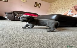 Mixed Breed dogs for sale: Four cane Corso and staff bullterrier mix.  - Image 15
