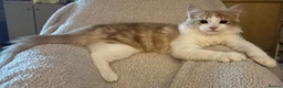 Domestic Shorthair cats for sale: 5 Beautiful Kittens - Advert 5
