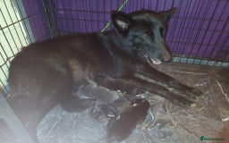 Mixed Breed dogs for sale: 5 tamaskan x pups  - Image 2
