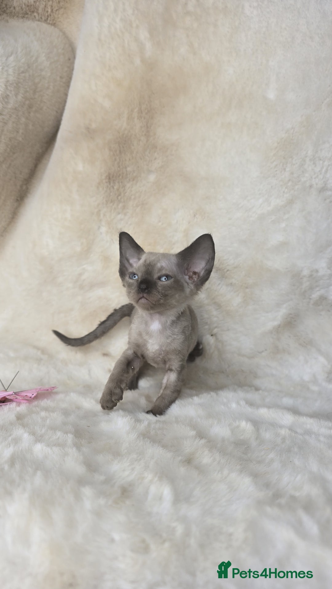 Devon Rex cats for sale: Devon Rex. 3 girls bominant blue eyes. All guts  - Image 6