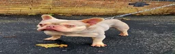 Mixed Breed dogs for sale: Shih Tzu cross frenchie puppies  - Advert 9