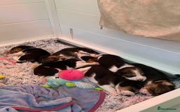Beagle dogs for stud: KC registered Beagle stud in West Malling - Image 7