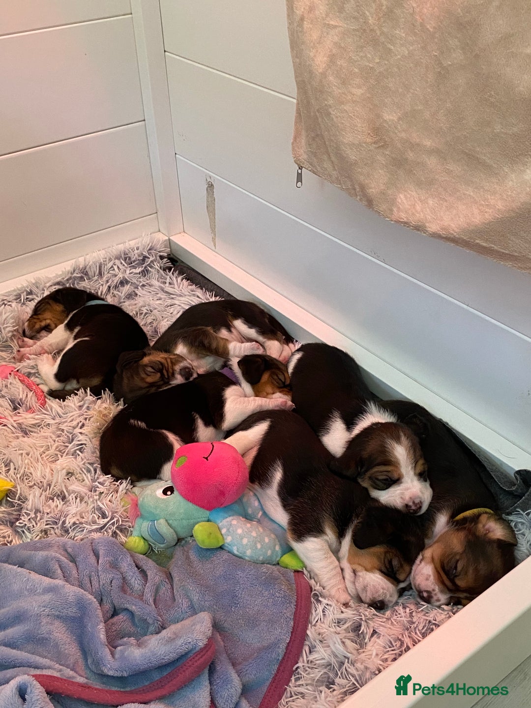Beagle dogs for stud: KC registered Beagle stud in West Malling - Image 7
