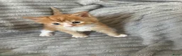 Maine Coon cats for sale: Beautiful Maine coon kittens - Advert 9