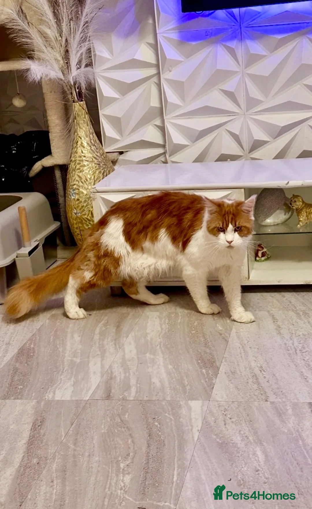 Maine Coon cats for stud: GCCF Registered MAINECOON for STUD IN MANSFIELD. - Advert 1