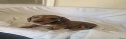 Miniature Dachshund dogs for sale: Beautiful miniature daschunds  - Advert 25