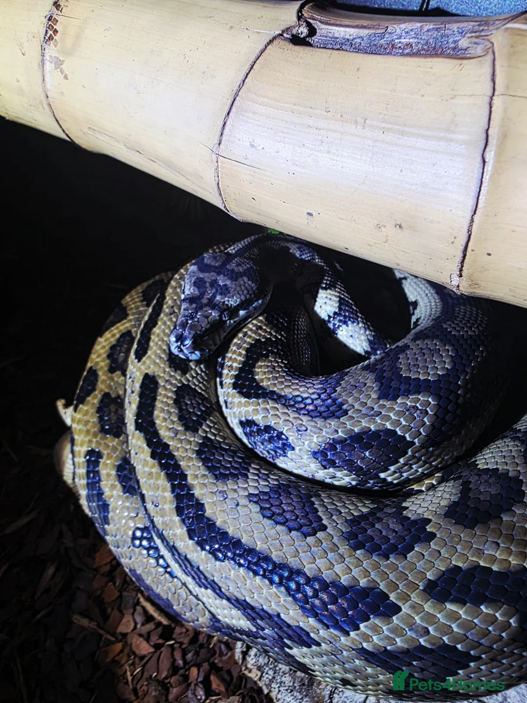 Boa Snake reptiles for sale: 2x boas and carpet python  - Advert 2