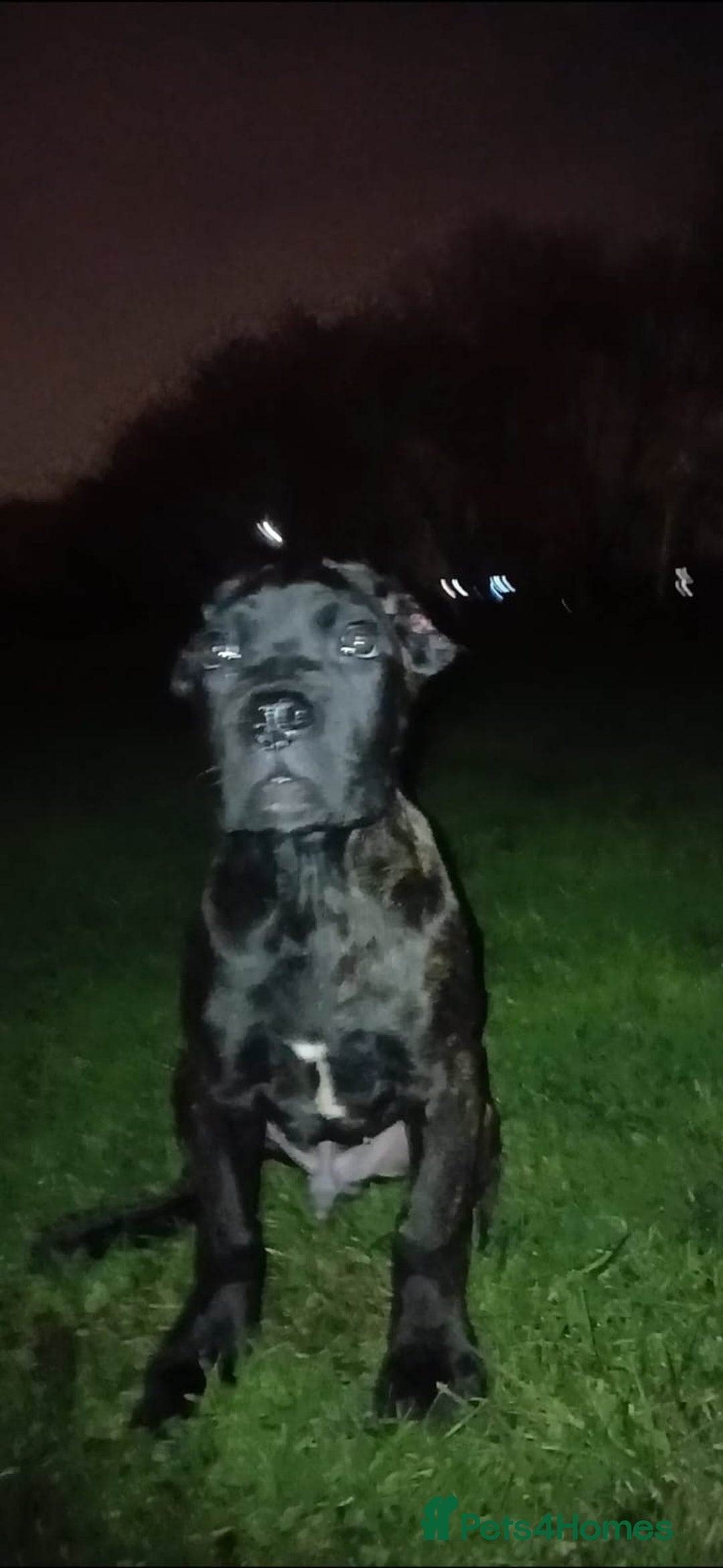 Cane Corso dogs for sale: Russian/Romanian cane Corso pup  - Advert 3