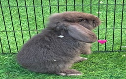 French Lop rabbits for sale: Pure French lops - Image 3