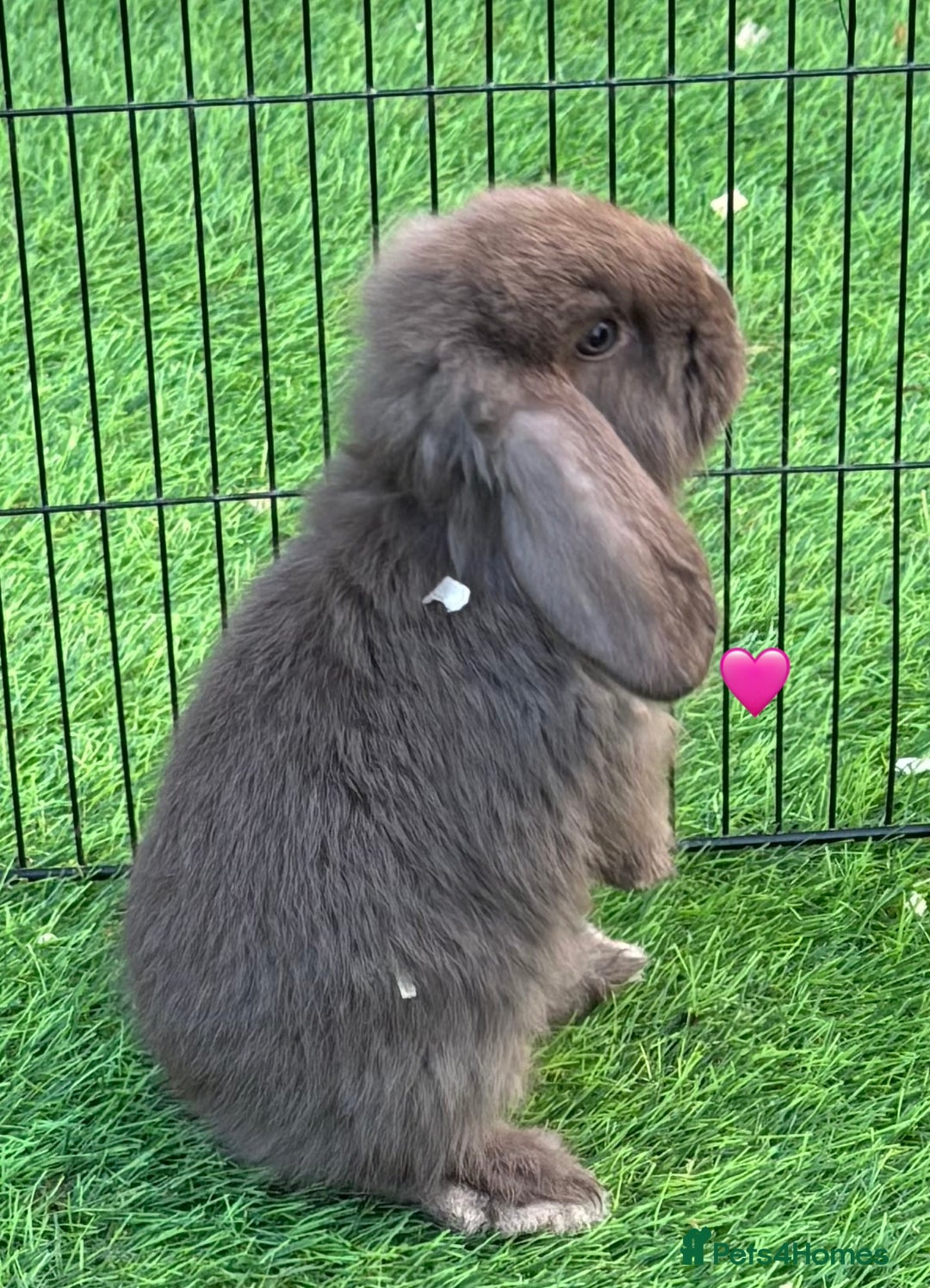 French Lop rabbits for sale: Pure French lops - Image 3