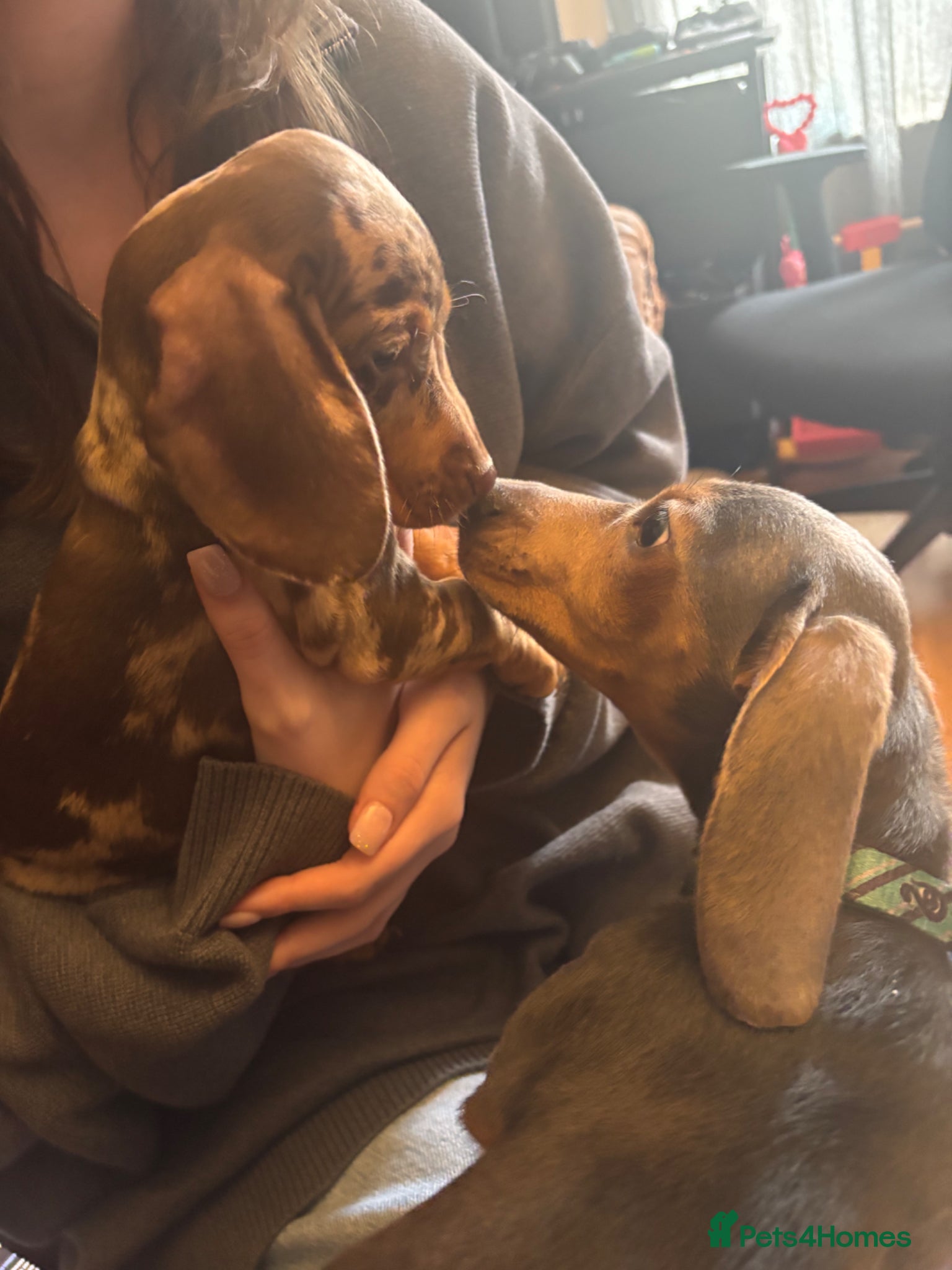 Miniature Dachshund dogs 8 month old boy 5 month old female mini dachshund  - Advert 15