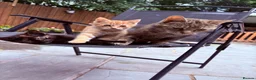 Mixed Breed cats for sale: READY NOW Bengal x kittens  - Advert 15
