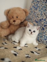 Scottish Fold cats - Advert 9