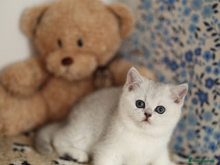 Scottish Fold cats - Advert 24