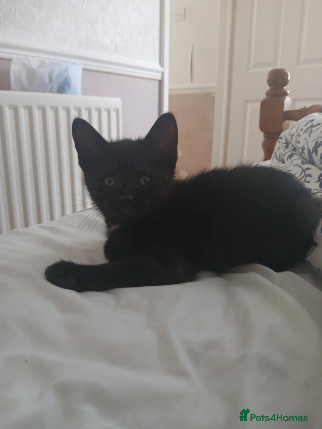 British Shorthair cats for sale: Cute kittens  - Image 6