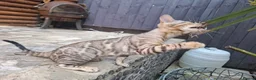 Bengal cats for sale: Show Quality Bengal Kittens – 5★ Licensed Cattery - Advert 20