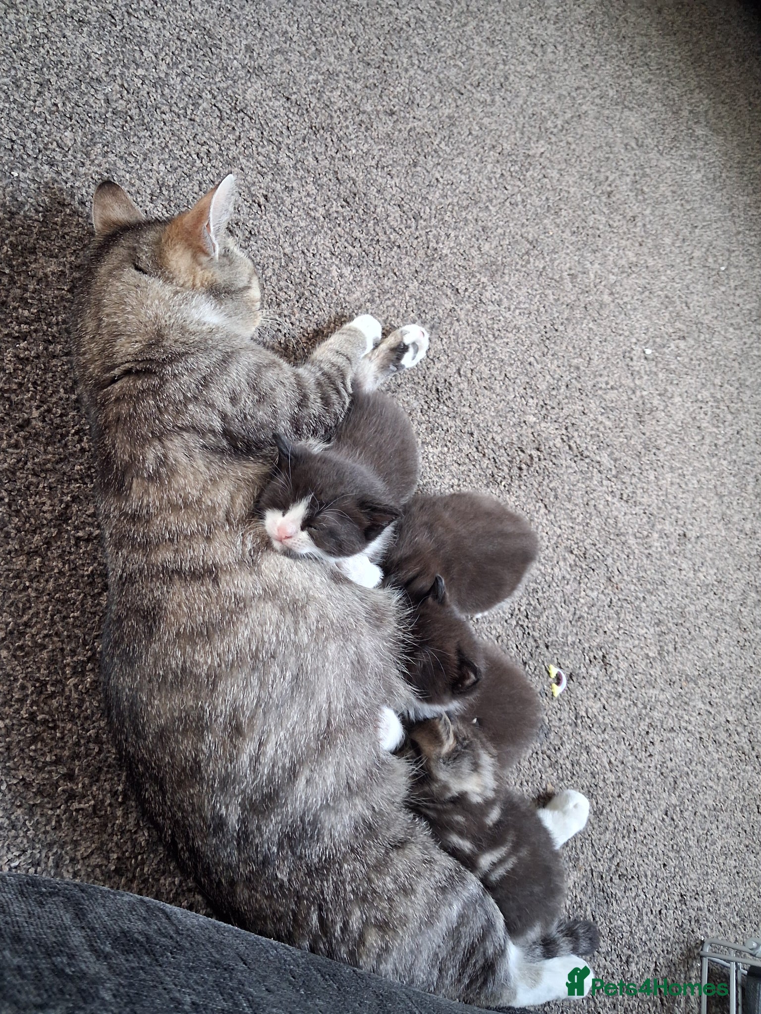 British Longhair cats 3 Beautiful Playful Tuxedo Kittens (2 Boys 1 Girl) - Advert 4