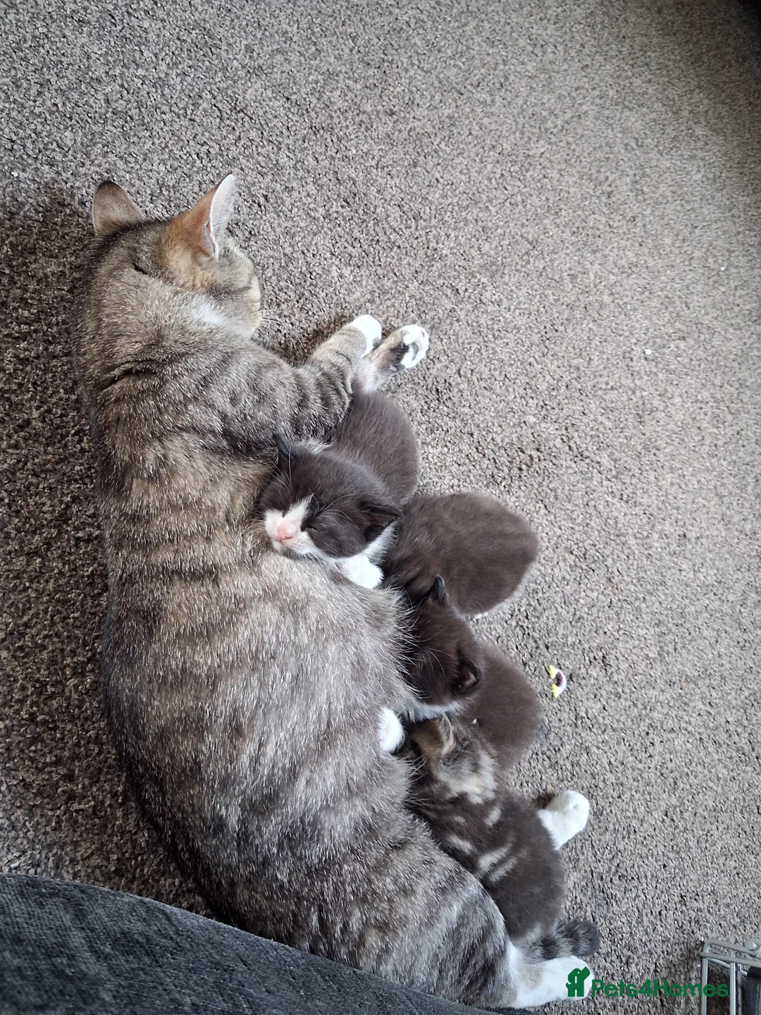 British Longhair cats for sale: 3 Beautiful Playful Tuxedo Kittens (2 Boys 1 Girl) in Ilminster - Advert 1