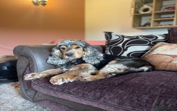 Cocker Spaniel dogs for sale: KC reg & H/Tested Show Cocker Spaniels - Image 18
