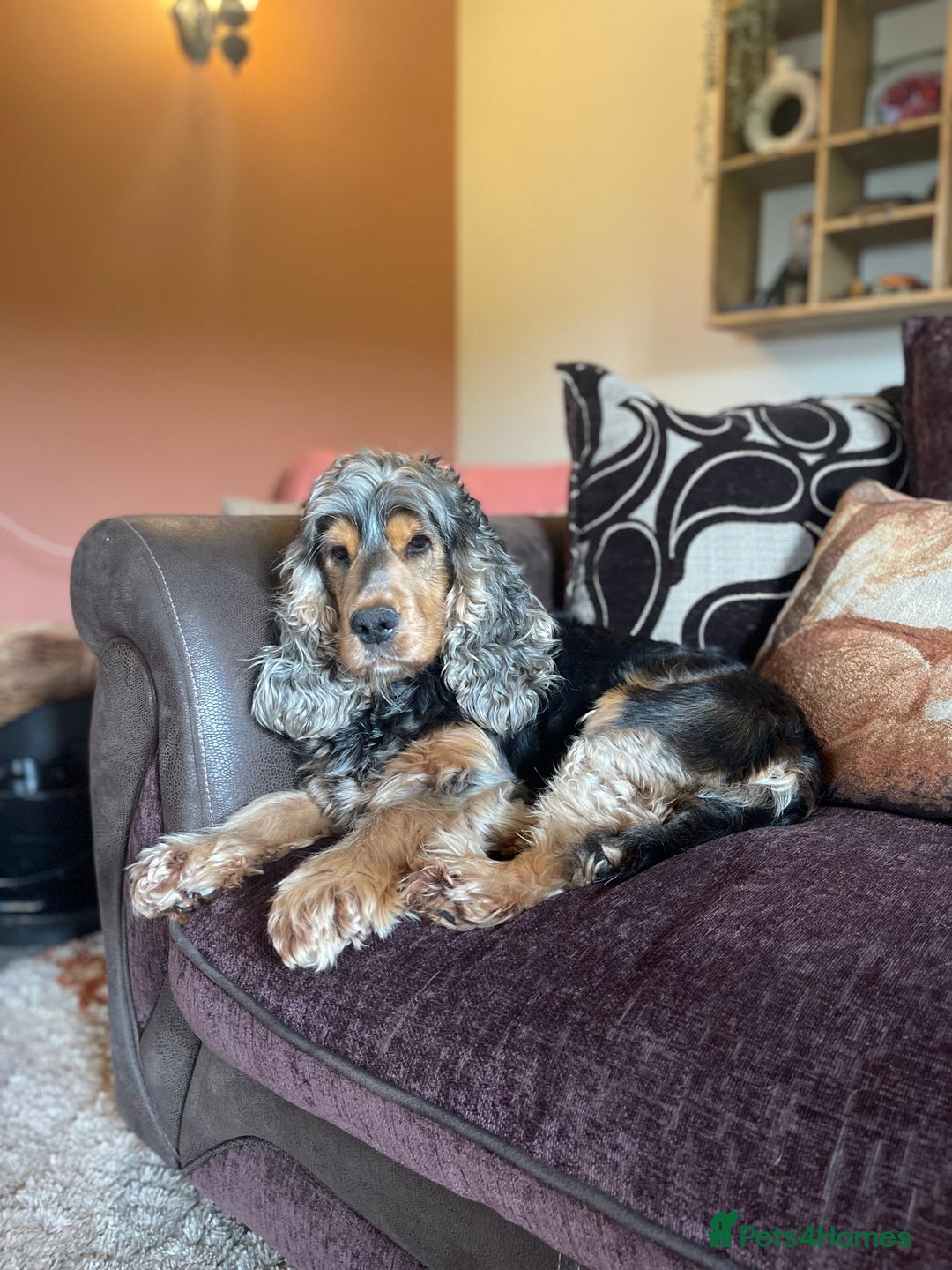 Cocker Spaniel dogs for sale: KC reg & H/Tested Show Cocker Spaniels - Image 18