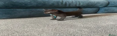 Domestic Shorthair 2