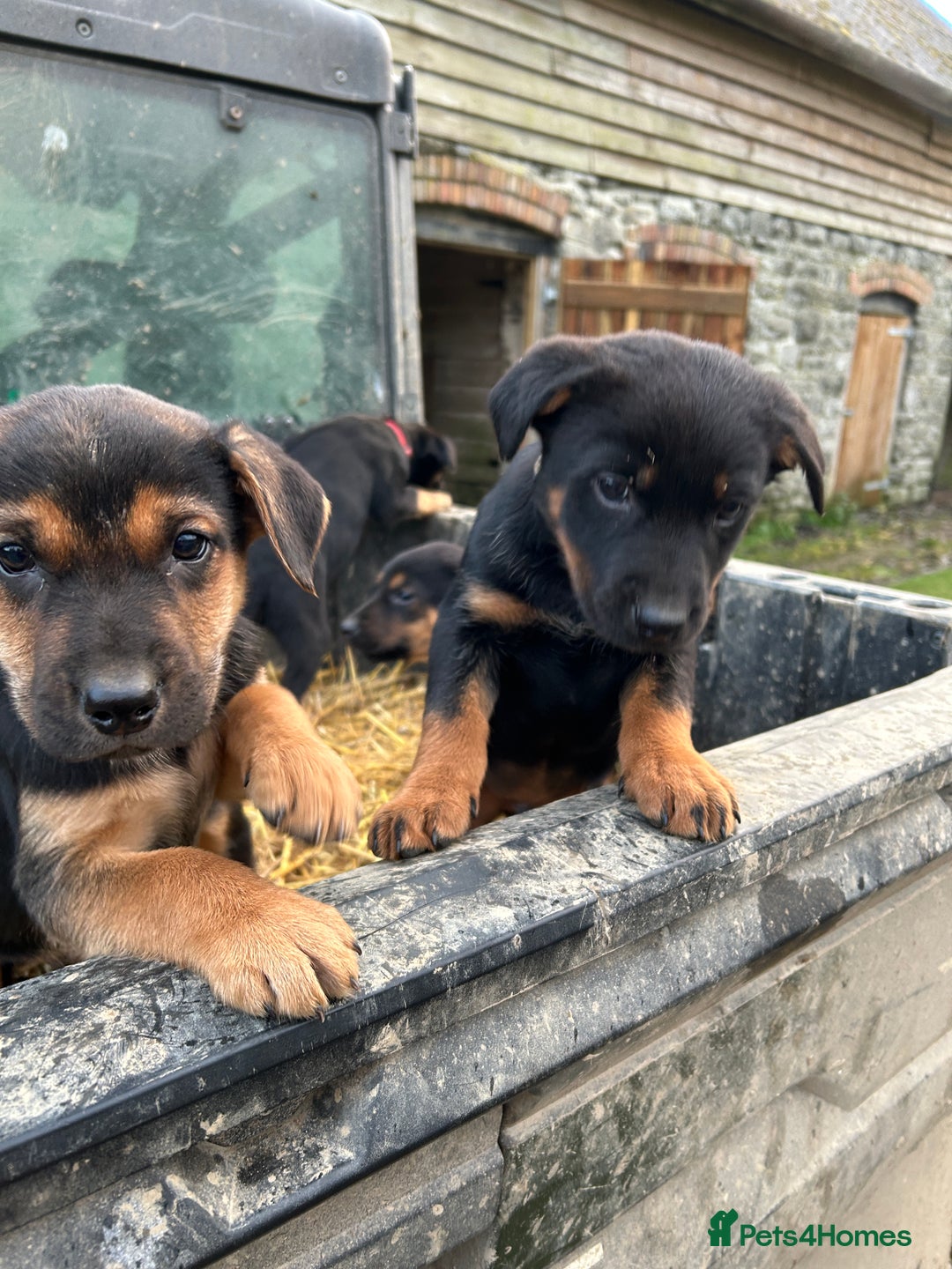 Mixed Breed dogs for sale: Huntaway X Puppies for Sale - Advert 15
