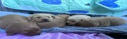 Mixed Breed dogs for sale: Beutiful 2nd litter of 5 lab X cockapoos  in York - Advert 2