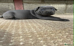Cane Corso dogs for sale: Cane corso pups - Image 11