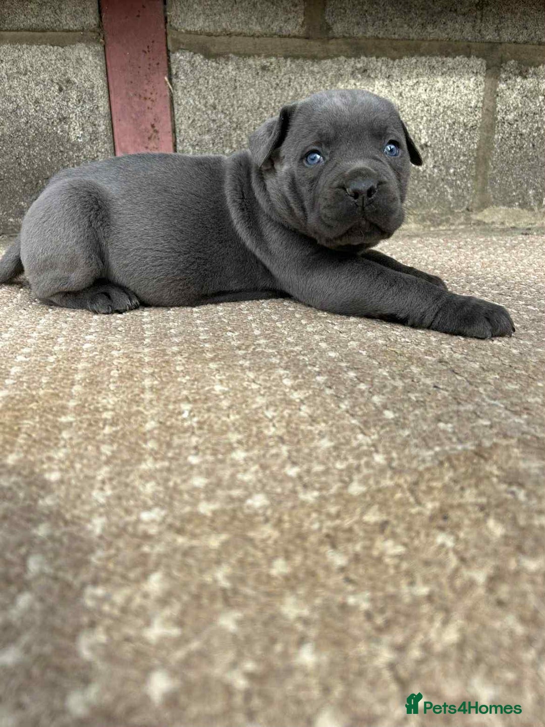 Cane Corso dogs for sale: Cane corso pups - Image 11