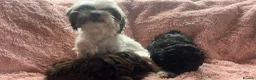 Shihpoo dogs for sale: Imperial shihtzu x toy poodle puppies   - Advert 6