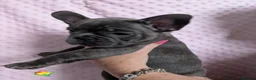 French Bulldog dogs for sale: French Bulldog puppies  - Advert 17