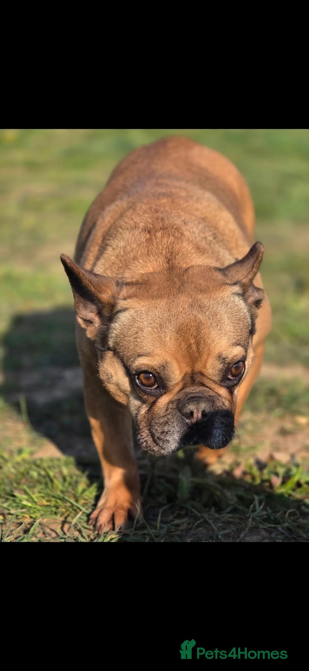 French Bulldog dogs for sale: French bulldog in Bicester - Advert 2