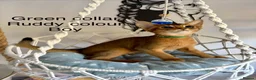 Abyssinian cats for sale: Beautiful abyssinian kittens - Advert 9