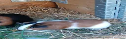 Guinea Pig rodents for sale:  guinea pigs babys  - Advert 2