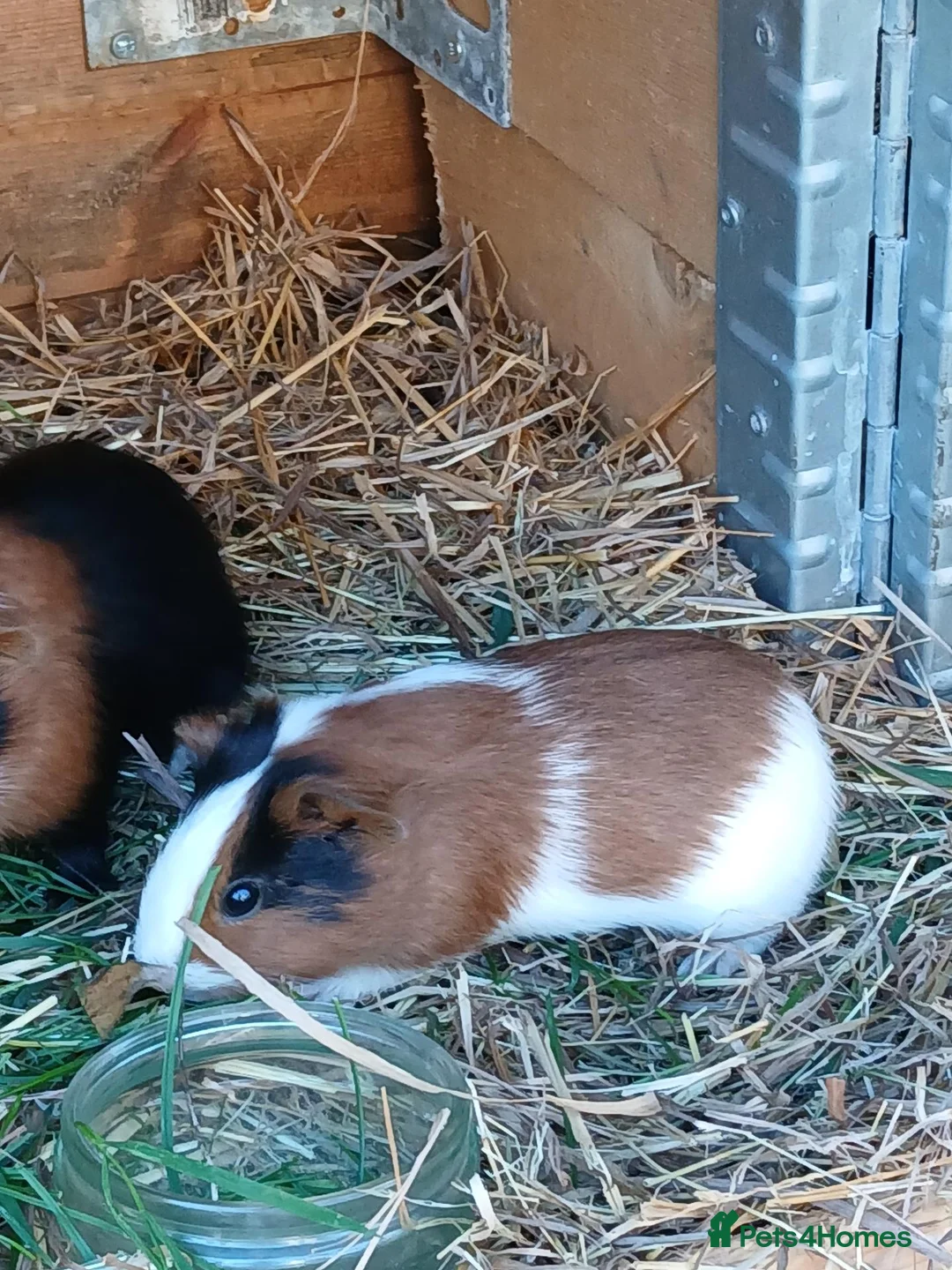 Guinea Pig rodents for sale:  guinea pigs babys  - Advert 2
