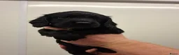 Cocker Spaniel dogs for sale: Black cocker spaniel puppies  - Advert 21