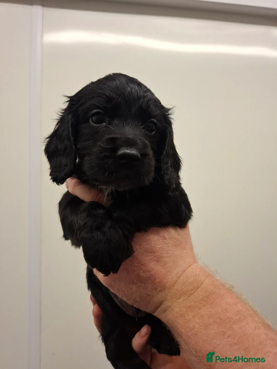 Cocker Spaniel dogs for sale: Black cocker spaniel puppies  - Advert 21