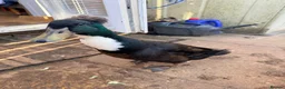 Ducks poultry for sale: Indian runner ducks in Market Drayton - Advert 16