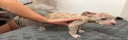 American Bully dogs for sale: American pocket bully puppies for sale 🐾 - Advert 28