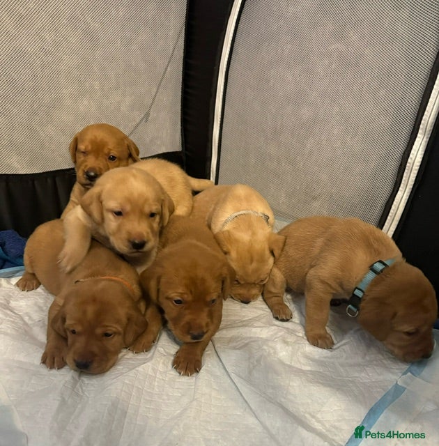 Labrador Retriever dogs Fox red Labrador puppies  - Advert 14