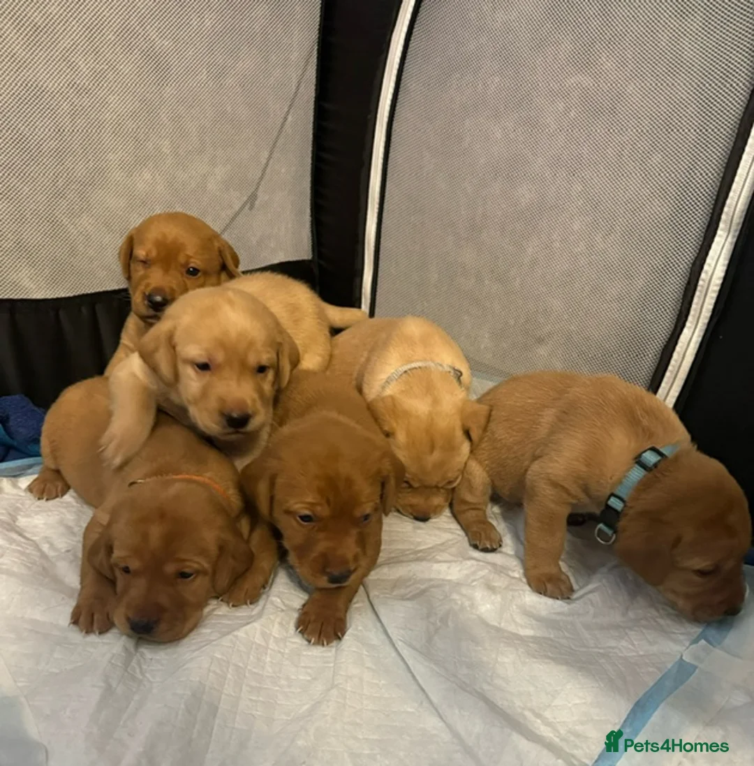 Labrador Retriever dogs for sale: Fox red Labrador puppies  in Peterborough - Advert 1