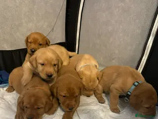 Labrador Retriever dogs Fox red Labrador puppies - Advert 14