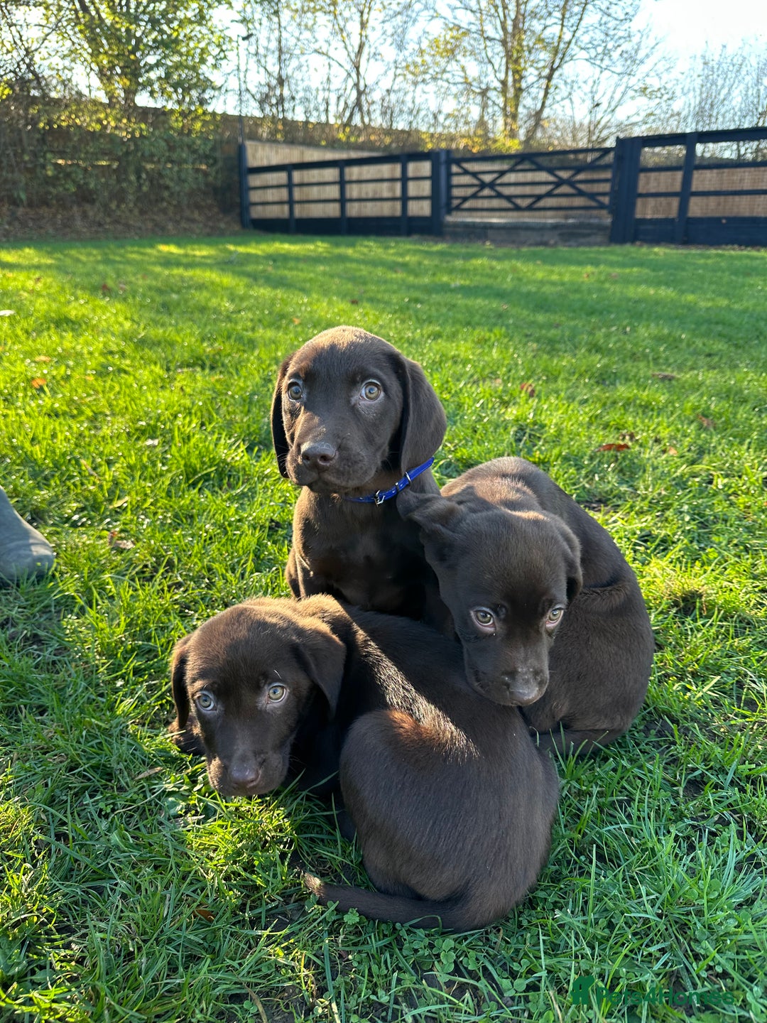 Labrador Retriever dogs for sale: Chocolate Labrador puppies  - Advert 16